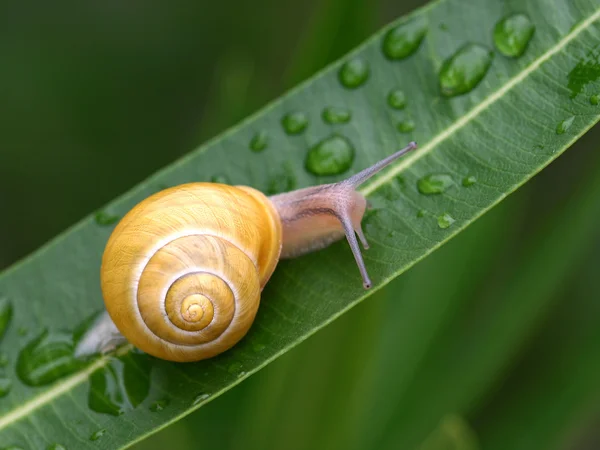 Snail on a leaf — Stock Photo, Image