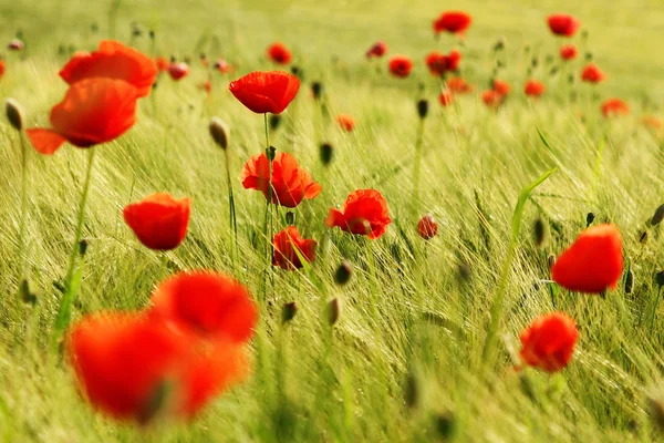 stock image Mohnblumen