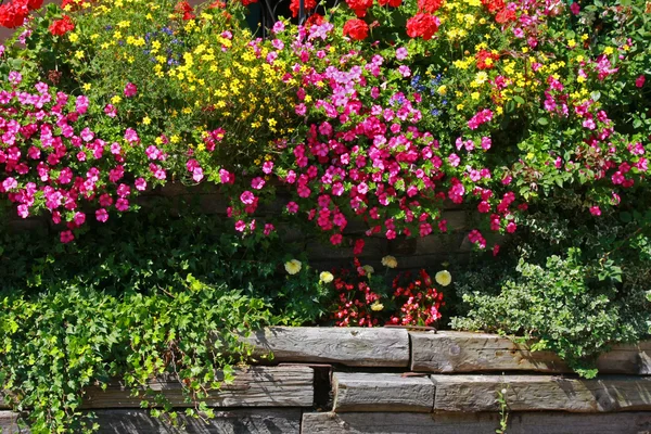 정원에 있는 꽃들. — 스톡 사진