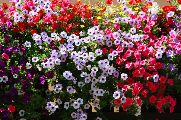 Blumen im Garten. — Stockfoto