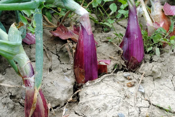 Organic red onions still in soil — Stock Photo, Image