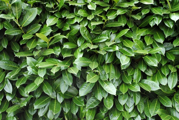 stock image Green leaves background