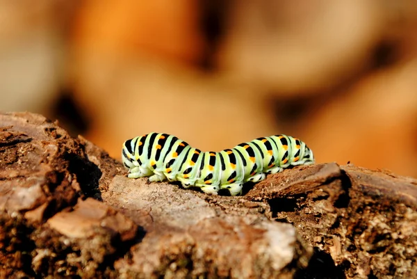 Papilio machaon Raupenbühne — Stockfoto