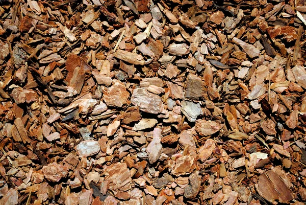 Bark pinewood bakgrund — Stockfoto