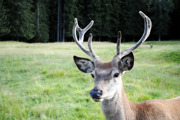 stock image Male deer in mountain landscape