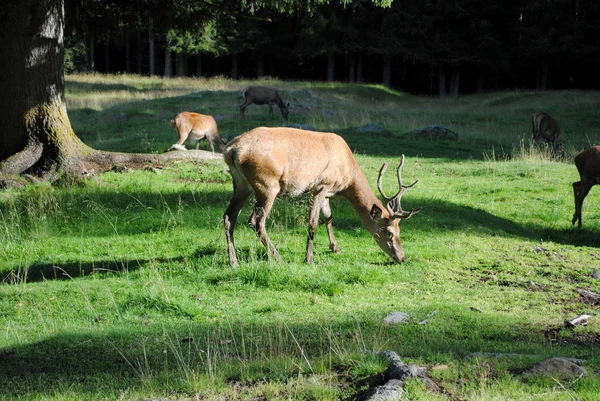 stock image Male deer pastures in mountain landscape