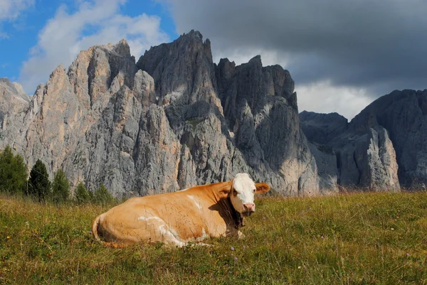 Hnědá kráva spočívá v trávě s pozadím Alpy — Stock fotografie