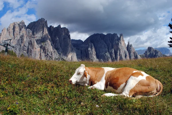 Vaca marrón descansa en la hierba con fondo de alpes — Foto de Stock