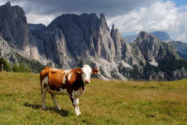 Vaca marrom olhando para a câmera com fundo de alpes — Fotografia de Stock
