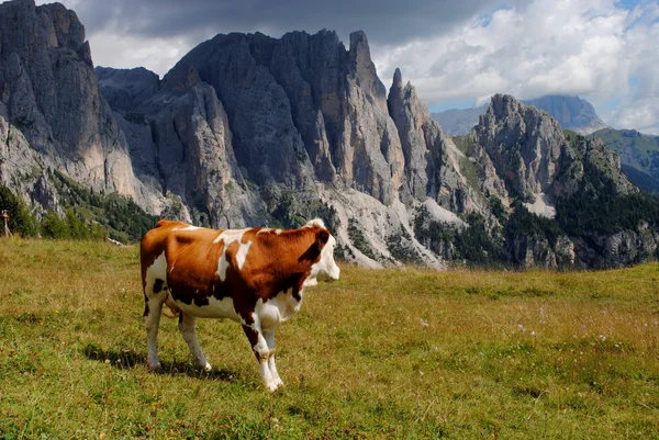 Vaca marrón buscando montañas con alpes de fondo — Foto de Stock
