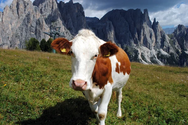 Коричневая корова смотрит на камеру с альпийским фоном — стоковое фото