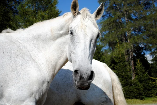 Prachtige witte mannelijk paard camera kijken — Stockfoto