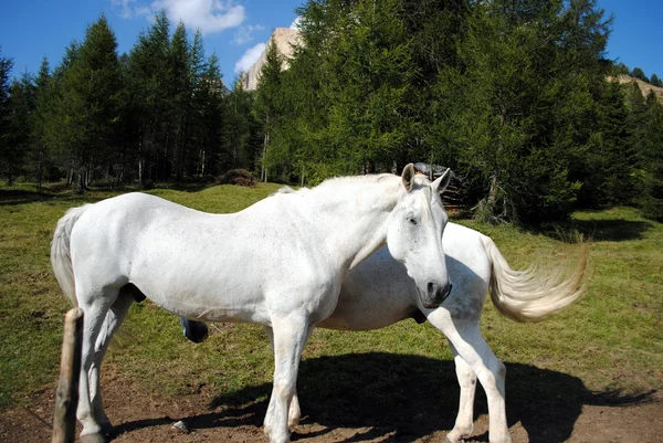 Пара белых лошадей отдыхают в горном пейзаже — стоковое фото