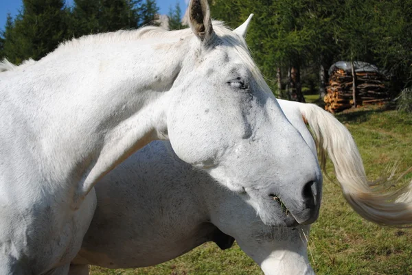 Meraviglioso bianco maschio cavallo faccia — Foto Stock