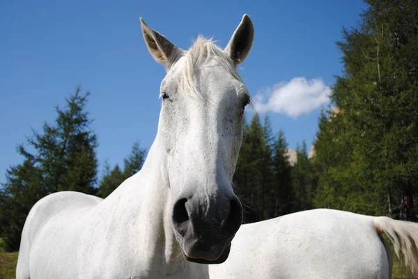 Nádherné bílé mužské kůň při pohledu na fotoaparát — Stock fotografie