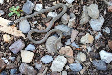 natrix natrix, sürüngen de denilen su yılanı