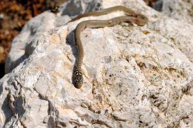 natrix natrix, sürüngen de denilen su yılanı