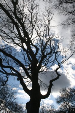 sombra de un árbol