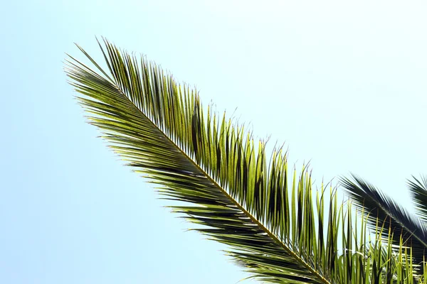Palmovou ratolestí — Stock fotografie