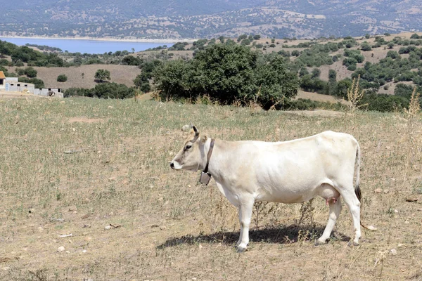 stock image White cow in the countryside