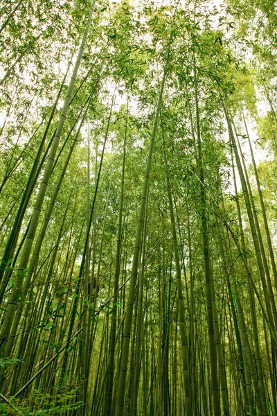 stock image Bamboo Forest