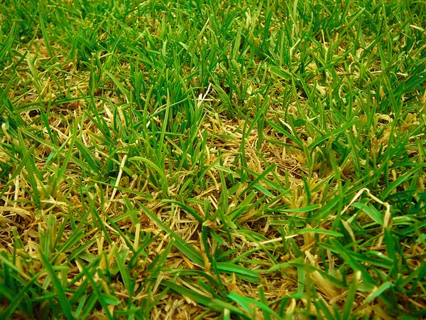 Zielona trawa soczysta i dom — Zdjęcie stockowe