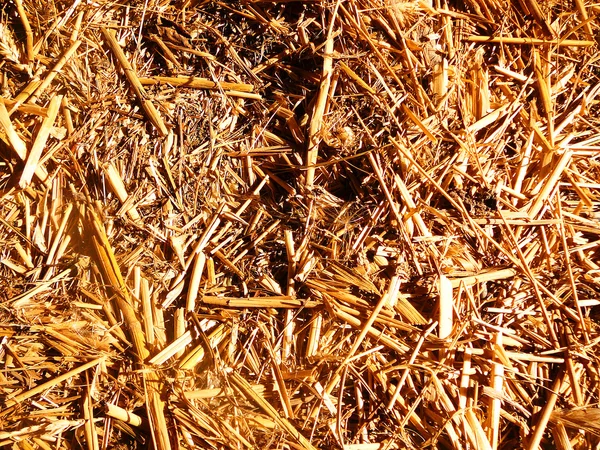 Golden hay under the sun rays — Stock Photo, Image