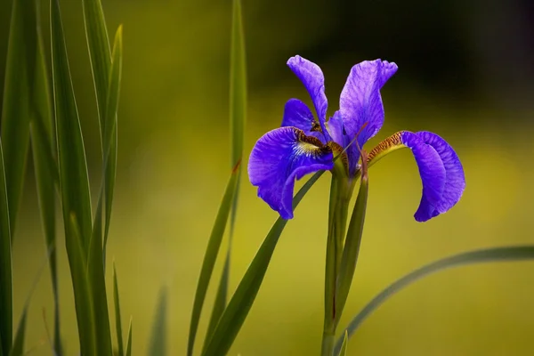 Великолепный большой фиолетовый цветок радужки — стоковое фото