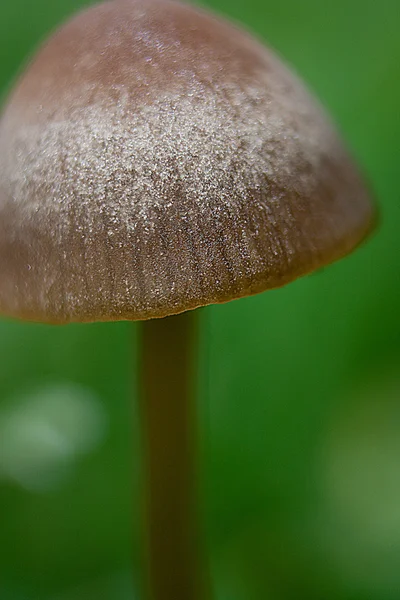Klein en vrij wild mushroom — Stockfoto
