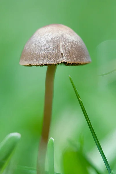 stock image Pretty wild mushroom