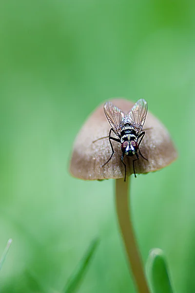 Hongo y una mosca que pasaba por allí