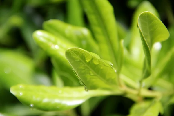 stock image Leaf background