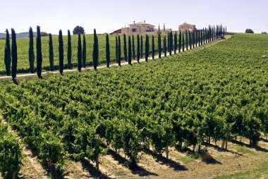 Umbria - Farm with vineyards and cypresses clipart