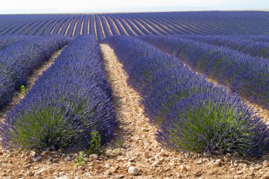 Lavender in Valensole, Provence clipart