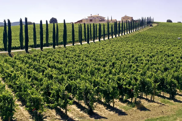 Umbria - zagroda z winnic i cyprysów — Zdjęcie stockowe