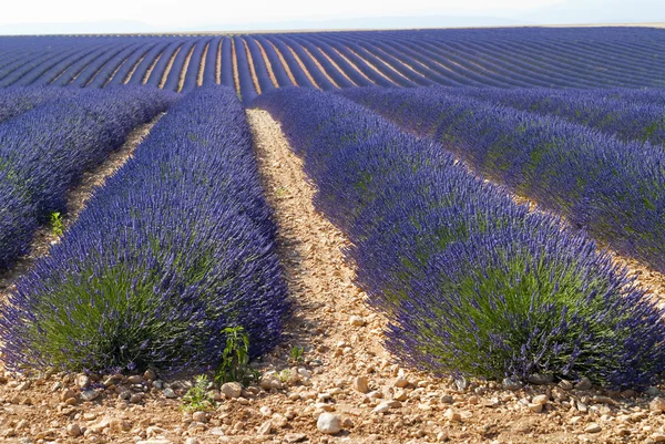Lavender in Valensole, Provence — Stock Photo, Image