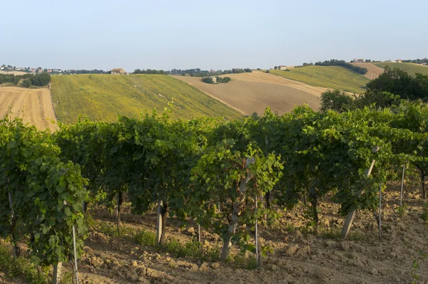 Marches (Italia) - Paisaje en verano: viñedos —  Fotos de Stock