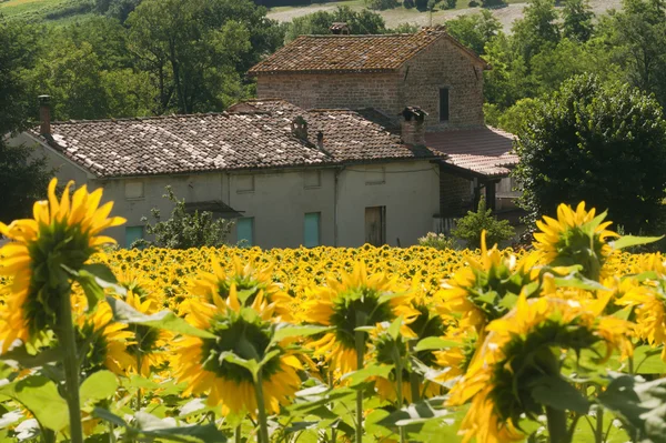 游行 （意大利） — — 在夏天用向日葵，山水农场 — 图库照片