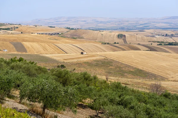 Krajina v Basilicata (Itálie) poblíž Melfi v létě — Stock fotografie