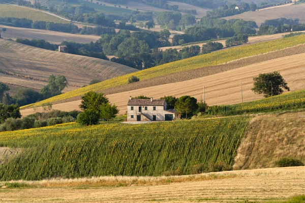 Marscher (Italien) - landskap på sommaren, gård — Stockfoto