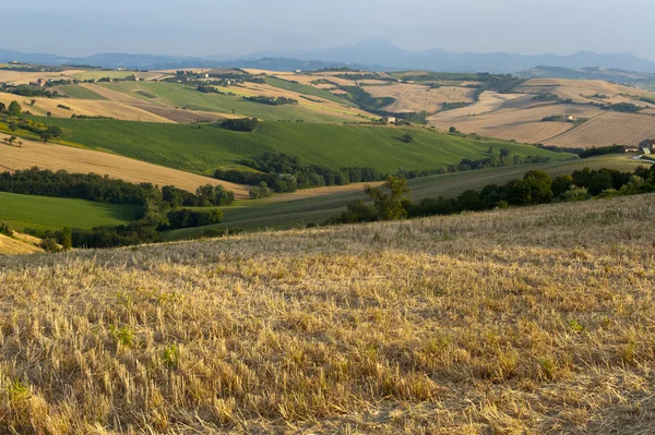 Marches (Italy) - Landscape at summer — Stock Photo, Image