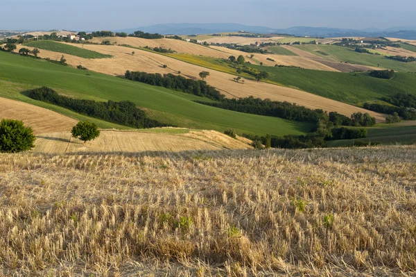 Marches (Italië) - landschap in de zomer — Stockfoto