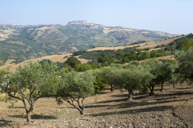 Basilicata (potenza) - oppido lucano, antik kenti ve zeytin tre