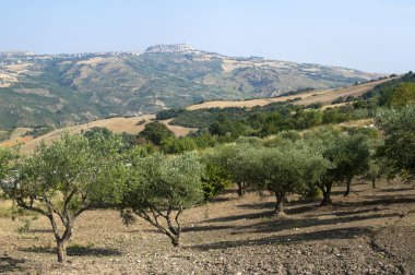 Basilicata (Potenza) - Oppido Lucano, ancient town and olive tre clipart
