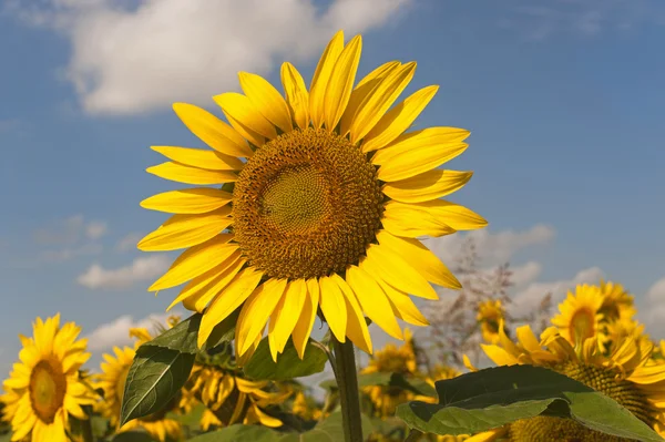 Marches (Italy) - Field of sunflowers near Jesi (Ancona) — Stock Photo, Image