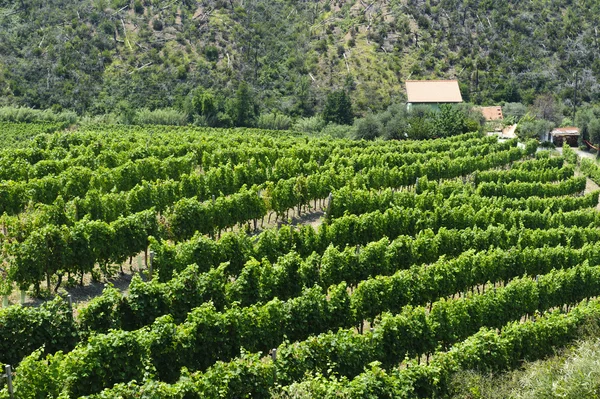 Виноградник на Пассо дель Бракко — стоковое фото