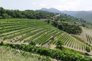 passo del bracco boyunca bağ