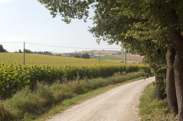 Marscher (Italien) - Country road och solrosor — Stockfoto