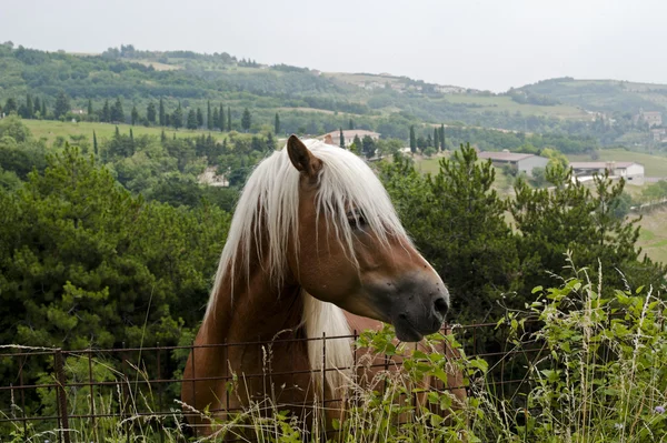 stock image Lessinia (Verona, Veneto, italy), brown horse with long white ha