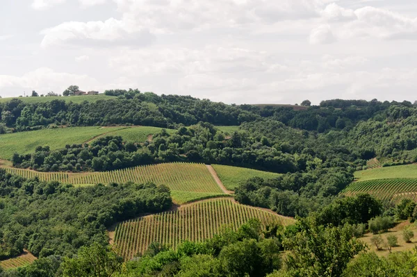 Paisagem na Úmbria (Terni) com vinhas — Fotografia de Stock